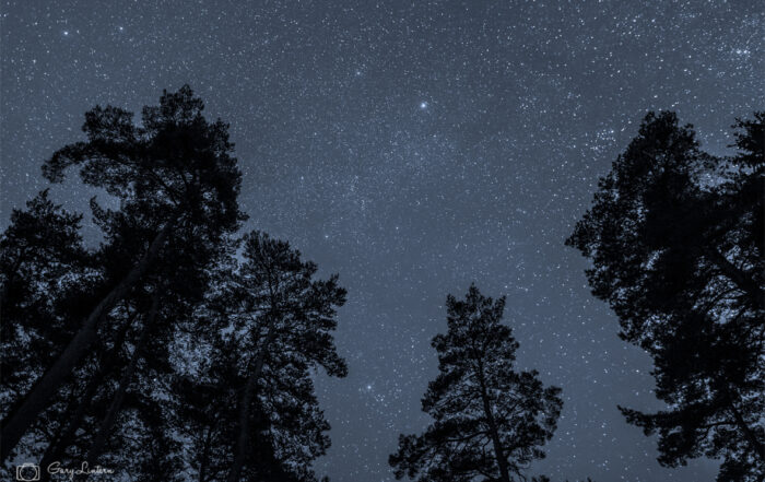 Image of starry North Pennines sky through trees
