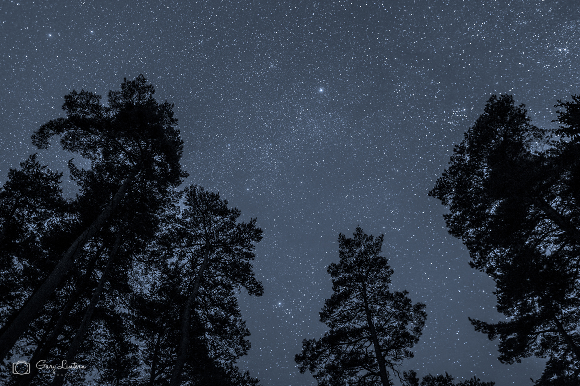 Image of starry North Pennines sky through trees