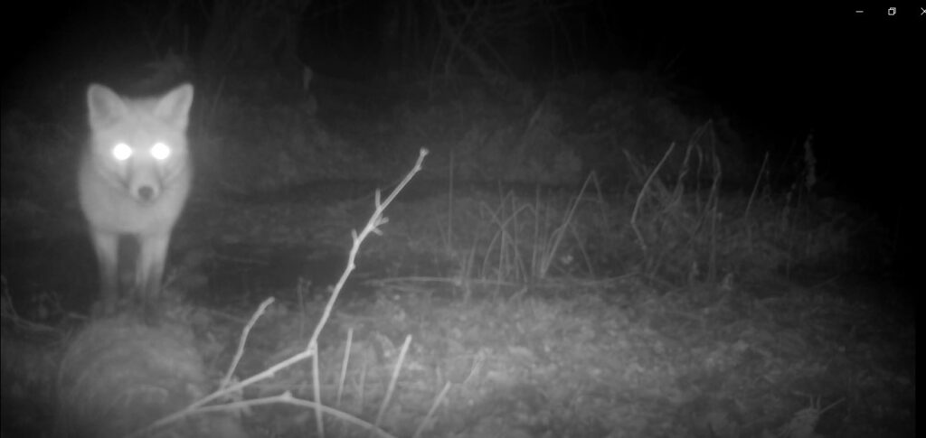 Event: Camera Trapping webinar, Thu 25 Feb image