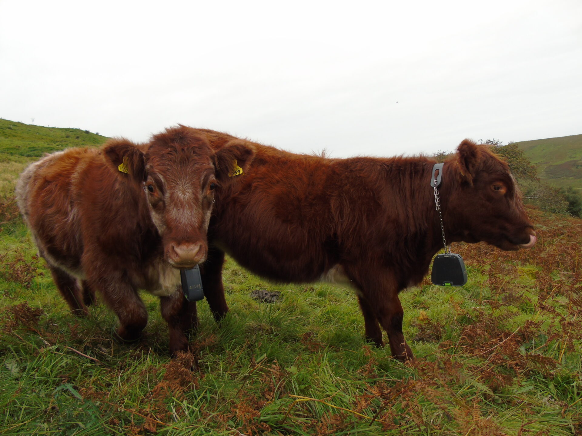 Cattle on moor at Geltsdale wearing collars