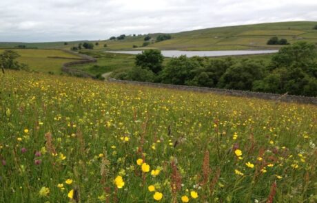 Image of wild flower meadow, hedgerow, tarn and fell