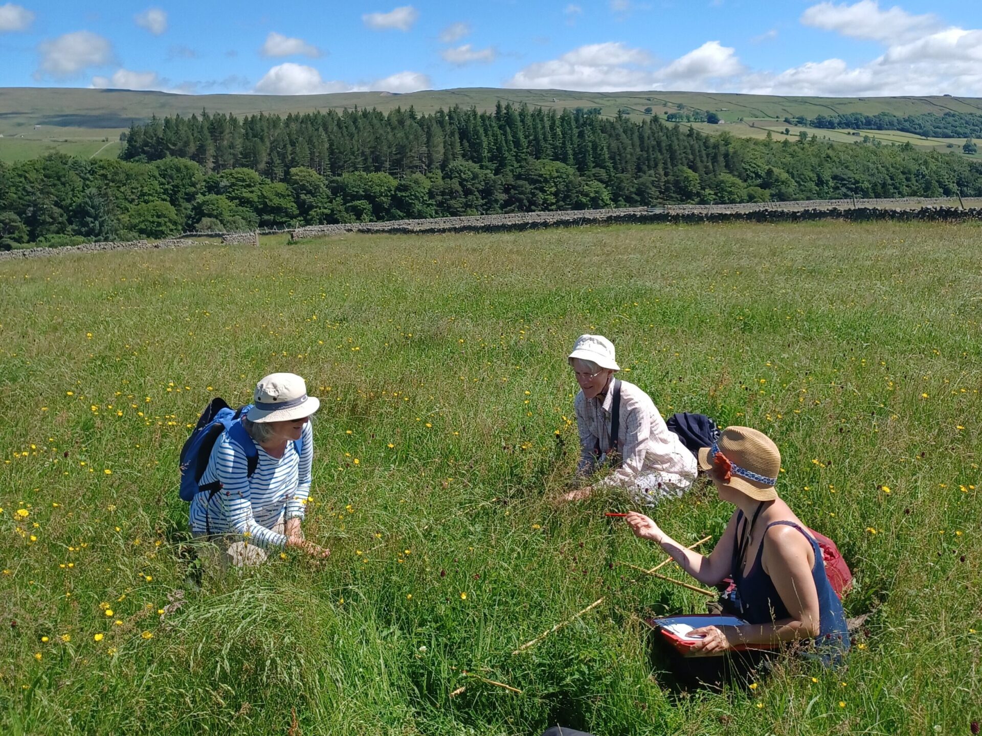 Volunteers doing hay meadow quadrat surveys Middle Farm in Teesdale on a summers day
